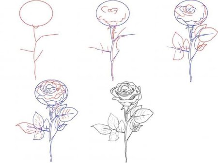 Рисунки розы карандашом для начинающих