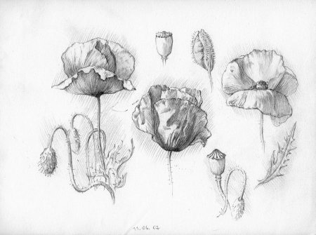 Рисунки для срисовки лёгкие цветы