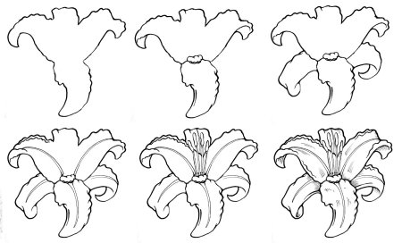 Цветы для срисовки лёгкие карандашом