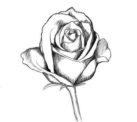 Рисунок розы для срисовки
