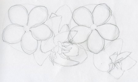 Рисунки карандашом цветы для начинающих