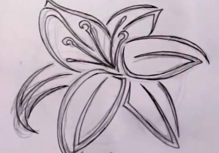 Рисунки карандашом для начинающих лилии
