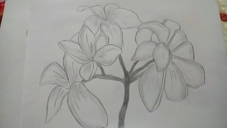 Цветы рисунок карандашом для срисовки