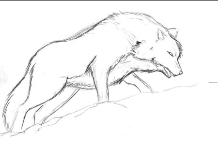 Легкий набросок волка