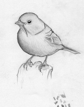 Зарисовки птиц