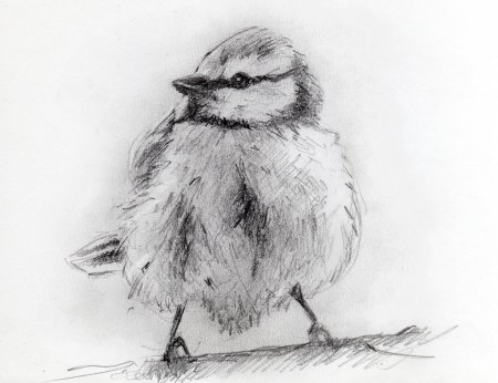Наброски и зарисовки птиц