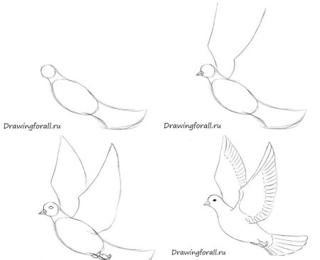 Как нарисовать голубя поэтапно