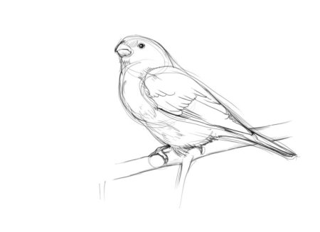 Нарисовать снегиря карандашом