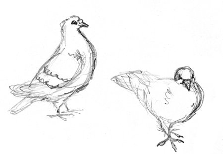 Наброски птиц