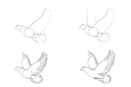Голубь поэтапное рисование для детей