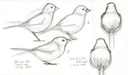 Лёгкие Наброски птиц