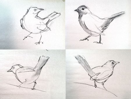 Зарисовки птиц