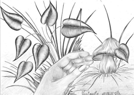 Хаски рисунок