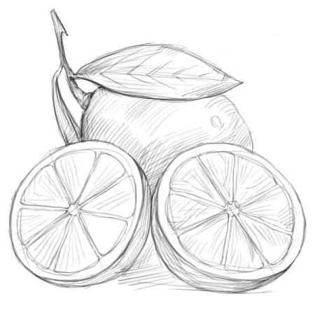 Эскиз фруктов карандашом