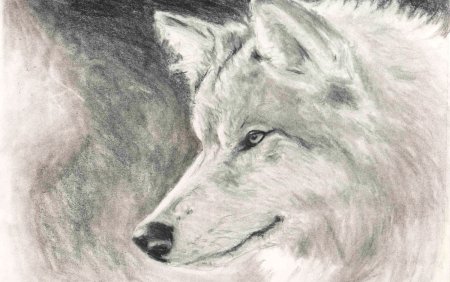 Рисунок волка простым карандашом