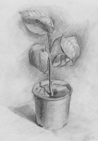 Зарисовки карандашом