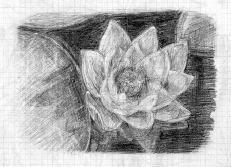 Цветы штриховка карандашом