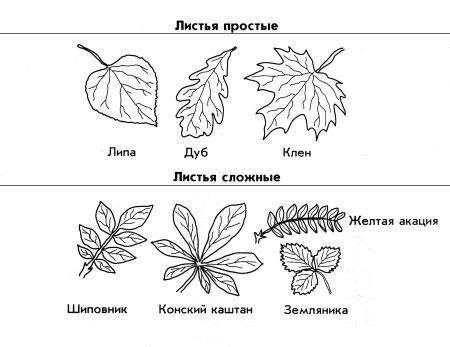 Лист сирени жилкование листа