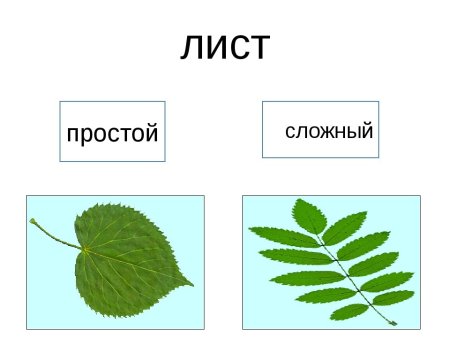 Лист простой или сложный