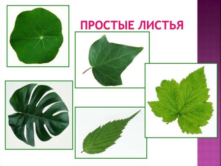 Простые и сложные листья
