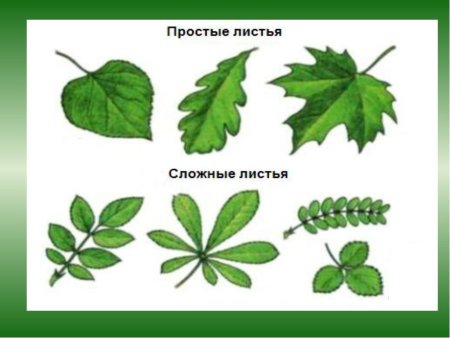 Лист простой или сложный