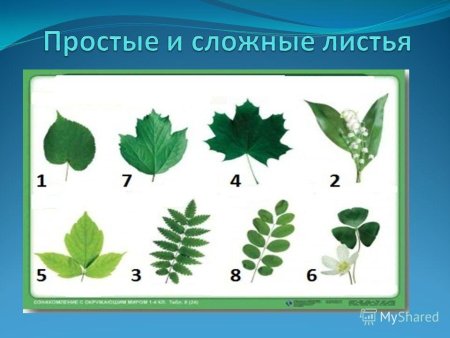 Простые листья