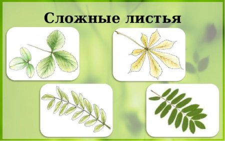 Ясень листья сложные тройчатые?