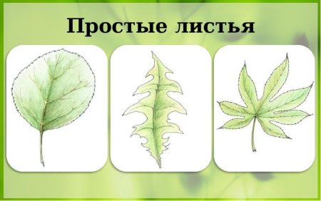 Простые листья