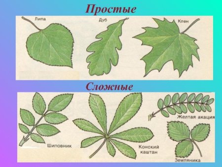 Простые и сложные листья