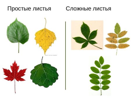Простые и сложные листья