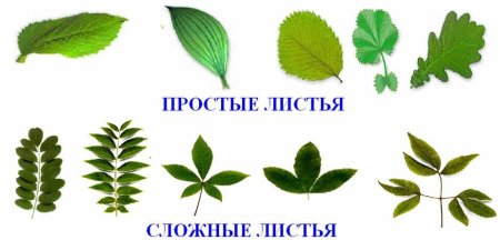 Сложные листья