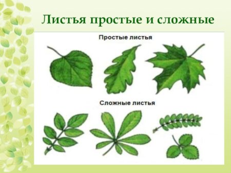 Что такое простые листья в биологии