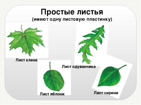 Лист липы листорасположение