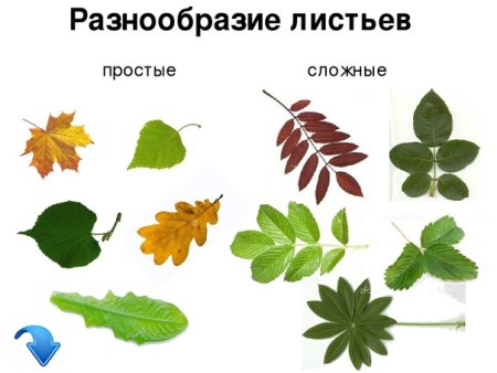 Жилкование листьев боярышника