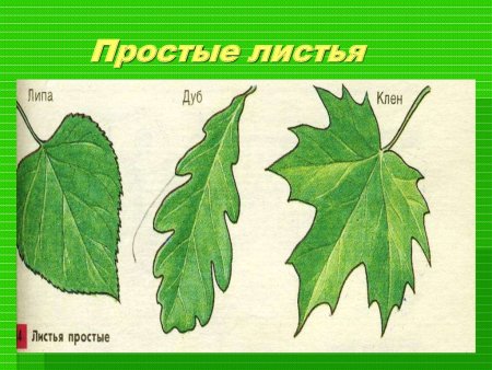 Растения с простыми листьями