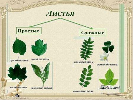 Строение сложных листьев