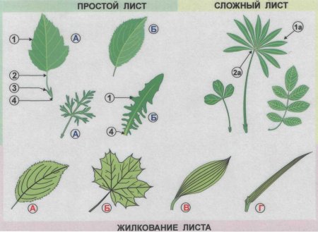 Жилкование однодольных