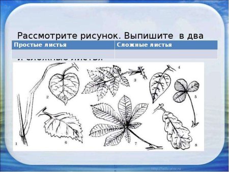 Сложные листья рисунок