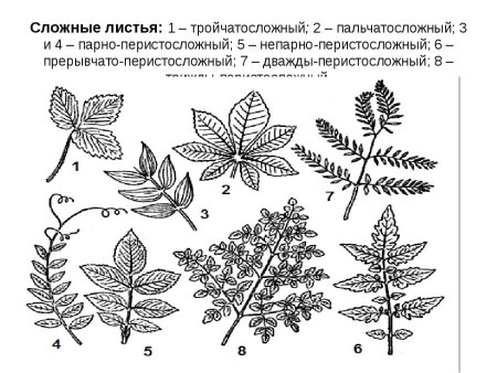 Примеры простых и сложных листьев