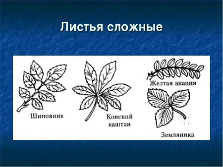 Строение сложных листьев