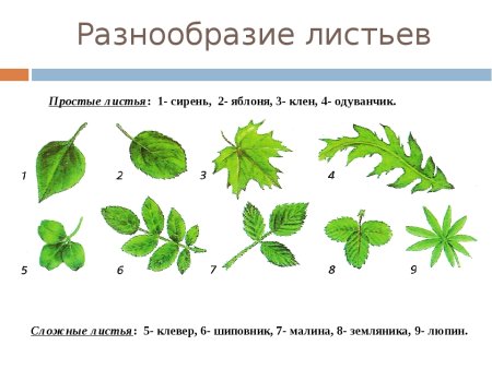 Лист простой и сложный рисунок