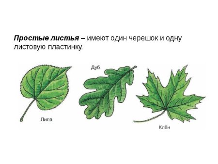 Листья разных деревьев