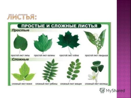 Форма листовой пластинки липы