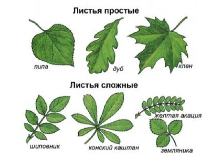 Названия сложных листьев