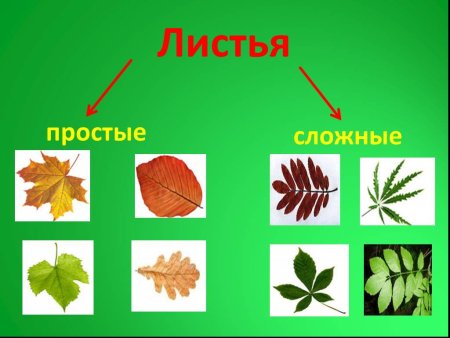 Листорасположение листа березы