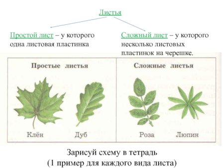 Лист биология 6 класс