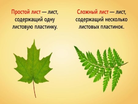 Типы листьев у растений биология 6 класс