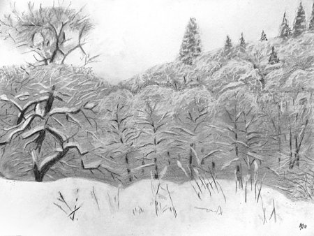 Зимний лес карандашом