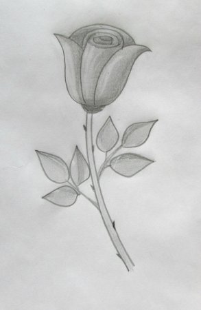 Роза рисунок карандашом легко