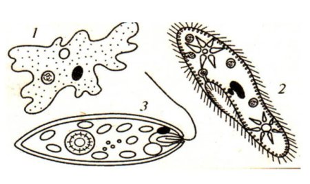 Инфузория туфелька амеба и одноклеточные организмы